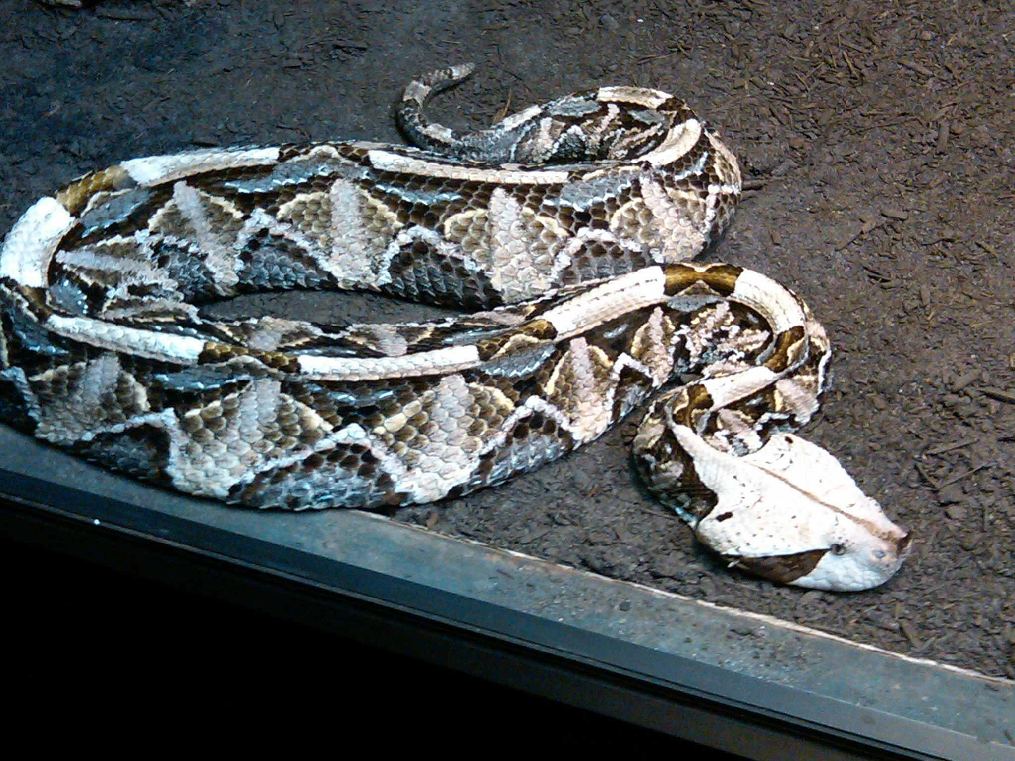 gaboon viper.jpg [821 Kb]